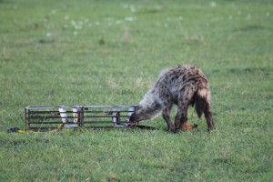 Figure 3: After pulling the rope, the same hyena can get the meat and thus associate the color of the rope (here, the black one) with a positive reinforcement (the meat). 