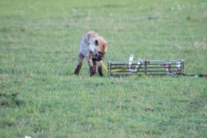 Figure 4: After getting the reward on the "black side", this hyena is trying to get the meat on the "yellow side", which is blocked and the meat will remain inaccessible. After several trial, that hyena will learn to pull only the black rope. 