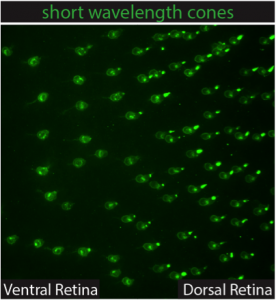 Figure 2. Spotted Gar retina with antibody to short wavelength cone opsin. A clear gradient was observed in cellular density between dorsal and ventral regions of the retina. Density between the two regions was significant (p= 2.07x10-41).