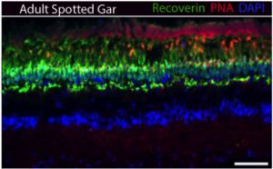 Figure 3. Spotted Gar retina section stained with Recoverin (photoreceptors), PNA (cone pedicles), and DAPI (nuclear stain). Retina structure is conserved compared to zebrafish and mammals. Scale bar is 20 um.