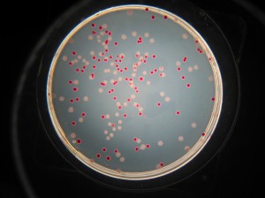E. coli  “plated” on TA (tetrazolium arabinose) and ready for counting. The pinkish/white colonies grow on arabinose (Ara+) whereas the red ones (Ara-) cannot.