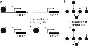 Figure 1. Evolution of cis regulatory interactions through changes in DNA elements. (A) A transcriptional regulator normally regulating gene X may be recruited to an additional target gene Y by acquisition of a new binding site. (B) Interposing a new genetic link by such a modification can reconfigure a gene regulatory network (GRN).
