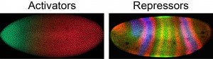 Figure 2. Patterning of the early Drosophila embryo is driven by spatially distinct expression patterns of transcriptional activators and repressors, including Hairy, which is expressed in transverse stripes.