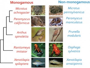 Paired monogamous and non-monogamous species used in our research.