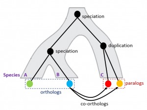 Illustration of orthologs and paralogs.