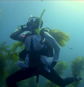 Me SCUBA diving in the kelp forests offshore of Catalina Island, CA to collect bluebanded gobies. The last dive of my dissertation warranted wearing a lab coat. Photo credit: Megan Williams & Jenny Hofmeister (2014)