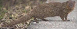 A native of Southern Asia, the small Asian mongoose (Herpestes javanicus) was introduced to Pacific and Caribbean islands in a misguided effort to control invasive rats. Image modified from Wikipedia.