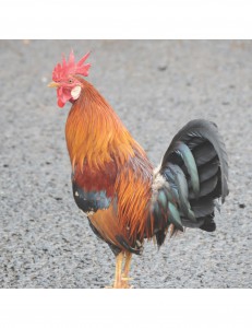 A feral rooster from Kauai displaying the plumage phenotype that is typical of Red Junglefowl (Gallus gallus), the ancestor of domesticated chickens. Red Junglefowl were spread throughout the Pacific by ancient Polynesians prior to European contact, and before the development of modern, food production G. gallus breeds. We found molecular, morphological, and behavioral signatures of Red Junglefowl ancestry, but also derived traits, such as yellow legs (pictured here), that are unique to domesticated breeds. These patterns are consistent with an invasion of domesticated genes into a Red Junglefowl reservoir population in the Pacific, and with the hypothesis that feralization may have contributed to the exponential growth of Kauai’s G. gallus population during the late 20th century (photo by Dominic Wright). 