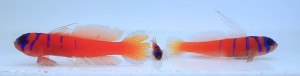 A male, juvenile, and female bluebanded goby (left to right).