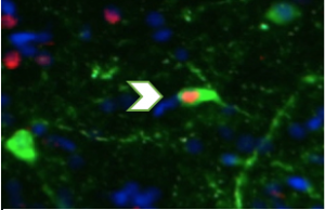 The arrow shows an ‘active’ dopamine neuron, a method I use in A. burtoni to investigate the role of the reward system in cooperative behavior.