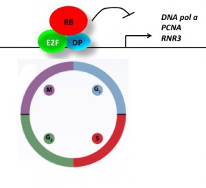 A canonical model for Rb-E2F pathway. Rb proteins interact with E2F and DP, and repress target gene expression, such as cell cycle related genes.
