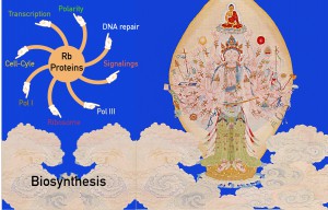 Just like the Kuan-yin of a Thousand Arms, with each hand holding a unique power, the Rb family proteins have reached their “arms” to many aspects of the gene regulatory network. (Picture from The Palace Museum, http://www.dpm.org.cn)
