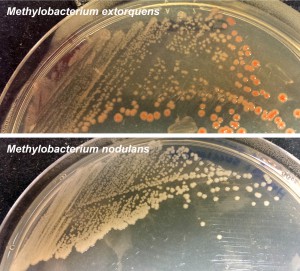 M. extorquens (and most Methylobacterium species) carries pink sunscreen-like pigments. M. nodulans, adapted to living in the dark, is white.