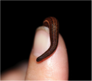 Figure 2.  Haemodipsidae zylandica. One of ~90 species of terrestrial (“land”) leeches.