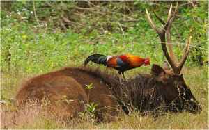 Figure 3.  Red Junglefowl (Gallus gallus) eating ectoparasites from a sambar deer (Rusa unicolor). Photo courtesy of Tontantravel.