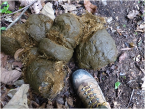Figure 5a,b. Elephant dung collected in an attempt to lure Red Junglefowl into the open