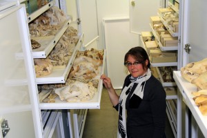 Nikki showing the full range of carnivore skull sizes