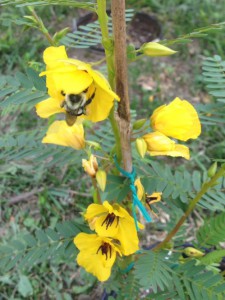 A bumblebee pollinating a partridge pea.