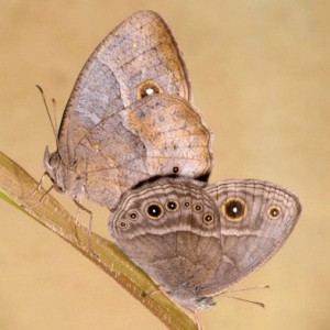 Photo credit: Antónia Monteiro. Bicyclus anynana wet and dry season form mating. The wet season form has conspicuous eyespots and a pale band on its wings, while the dry season form has cryptic coloration and reduced eyespots.