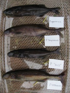 Electric fish specimens
