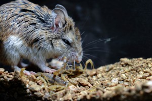 Grasshopper mouse hunting a scorpion. Photo by Dr. Matt Rowe