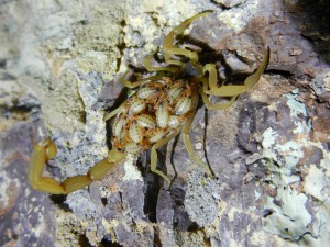 Mommy bark scorpion (Centruroides sp.) with her babies. Photo by Josh Goldston