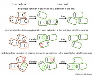 Fig. 1 An illustrated hypothesis of how genetic variation in the genome of a plasmid from a source host can facilitate greater persistence in a sink host.  Plasmids with mutations that lead to increased persistence in the sink hosts are indicated in green, whereas plasmids with mutations that are deleterious/neutral in the sink population are indicated in red. 