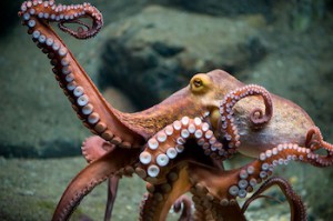 Figure 2. Octopus vulgaris. Source: http://blogs.scientificamerican.com/octopus-chronicles/there-are-plenty-of-octopuses-in-the-sea-mdash-or-are-there/