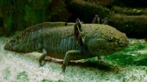 Axolotl, also known as Mexican Salamander.  Image Credit: "Axolotl ganz" by LoKiLeCh - Own work. Licensed under CC BY-SA 3.0 via Commons https://commons.wikimedia.org/wiki/File:Axolotl_ganz.jpg#/media/File:Axolotl_ganz.jpg