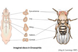 Diagrammatic representation of developing imaginal discs in Drosophila larva and the organs they develop into in the adult fly. (Klug and Cummings, 1997)